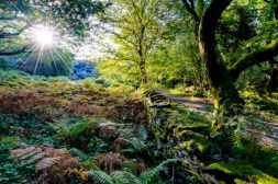 Elevated angle over mossy slate dry stone wall and bracken foliage toward path with sunstar flare through canopy at Dorothea Quarry, Talysarn, Gwynedd, Snowdonia, Wales, Britain